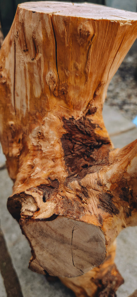 From Fallen Branch to Cat Tree: The COSWYK Process