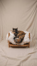 The Cloud Bed